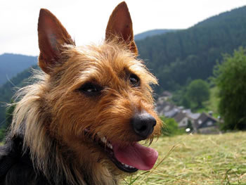 freundlich, intelligent, fröhlich, draufgängerisch und anhänglich