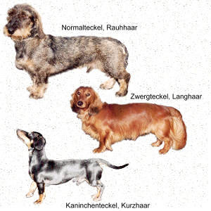 anhänglich, lebhaft, intelligent, eigenwillig