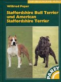 American Staffordshire Terrier