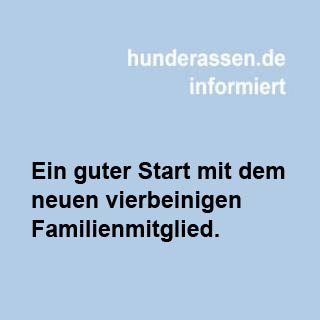 Ein paar Tipps zu einem guten Start mit dem neuen Familienitglied.