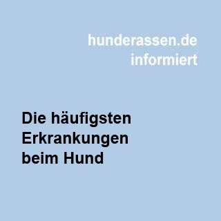 Wiederbelebung eines Hundes in 6 schritten