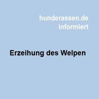 Belohnung richtig einsetzen: Snacks beim Hundetraining