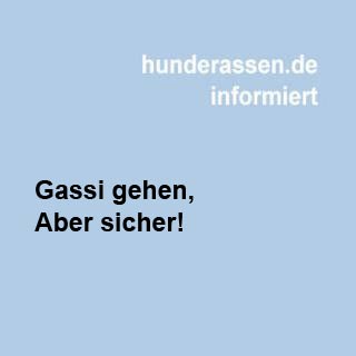 Gassi gehen, aber sicher mit einer Versicherung