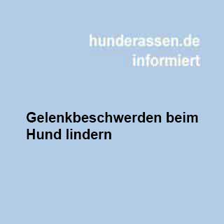 Gelenkbeschwerden beim Hund lindern