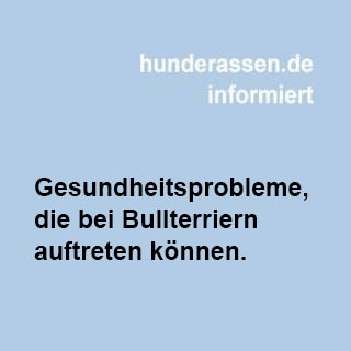 Gesundheitsprobleme, die bei Bullterriern auftreten können