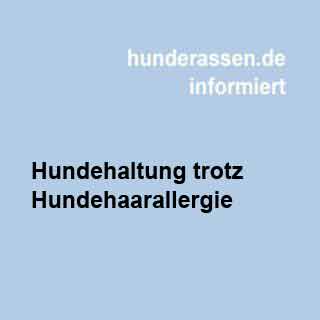 Ist eine Hundehaltung trotz Hundehaarallergie möglich, wir sagen es ist möglich wenn auch mit Einschränkungen.