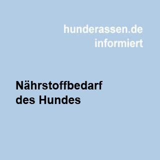 Nährstofbedarf des Hundes in den einzelnen Lebensphasen.