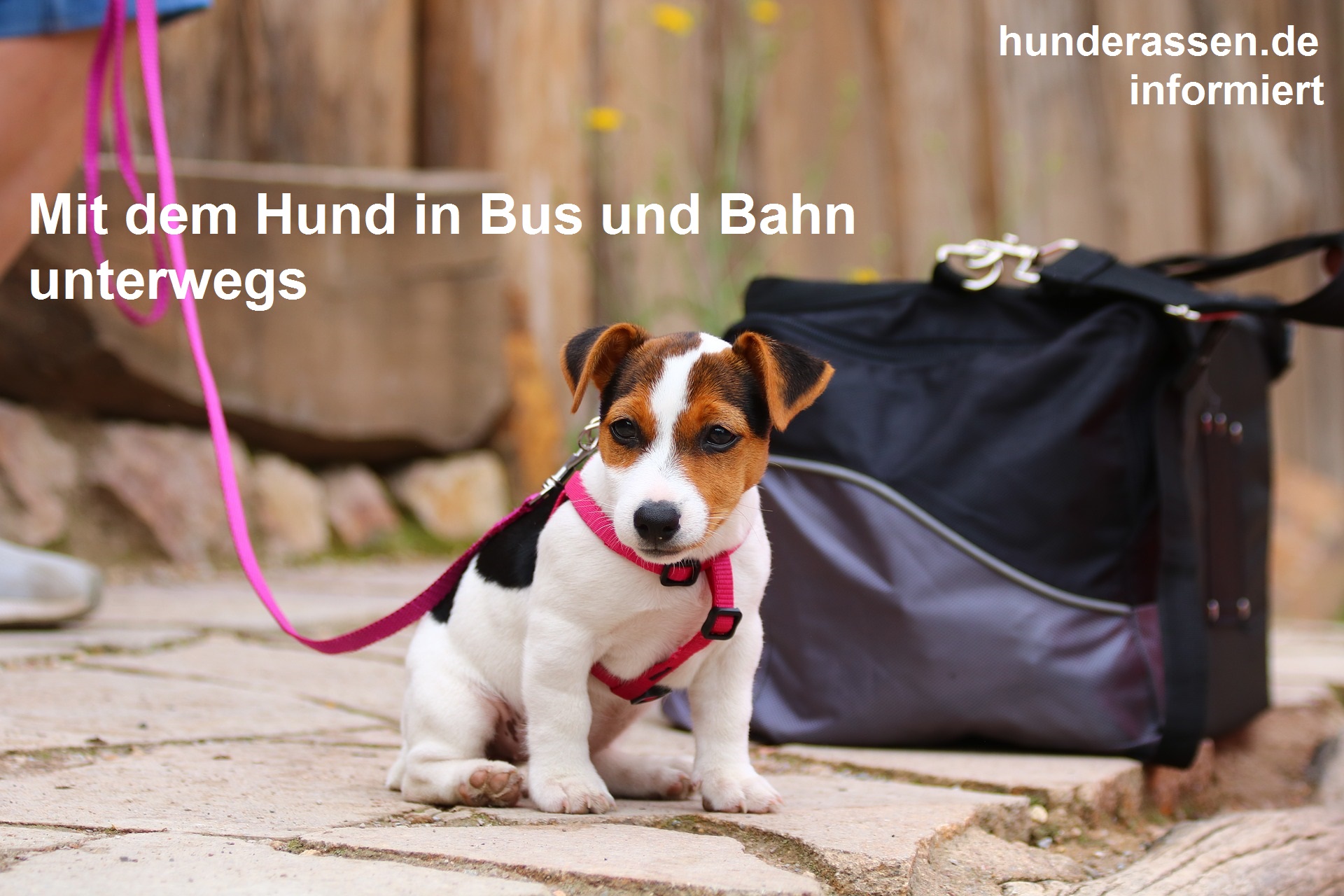 Nicht immer darf der Hund kostenlos mitfahren. Manchmal benötigt es auch mehr als ein Ticket/Billet - Unsere Links geben einen Auszug und Hinweise, worauf Sie bei Ihren Fahrten mit öffentlichen Verkehrsmittel achten sollten um keine bösen Überraschungen zu erleben 