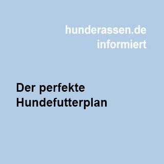 Wie man den perfekten Hundefutterplan erstellt
