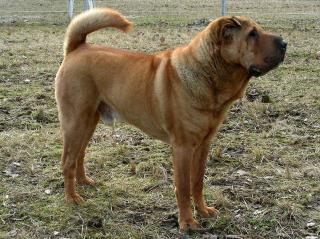 Der Chinese Shar-Pei