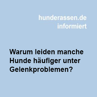 Warum leiden manche Hunde häufiger unter Gelenkproblemen?
