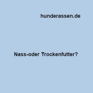 Unterschiede bei der Fütterung von Hunden zwischen Nass- und Trockenfutter