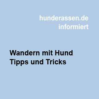 Wandern mit Hund - Tipps und Tricks für den Spass miteinander