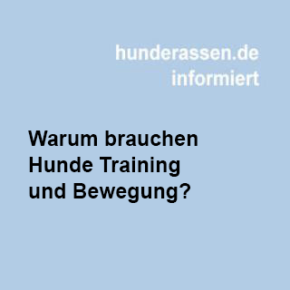 Warum brauchen Hunde Training und Bewegung?