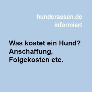 Was kostet ein Hund? - Anschaffung, Steuer, Tierarzt und weitere Aufwendungen