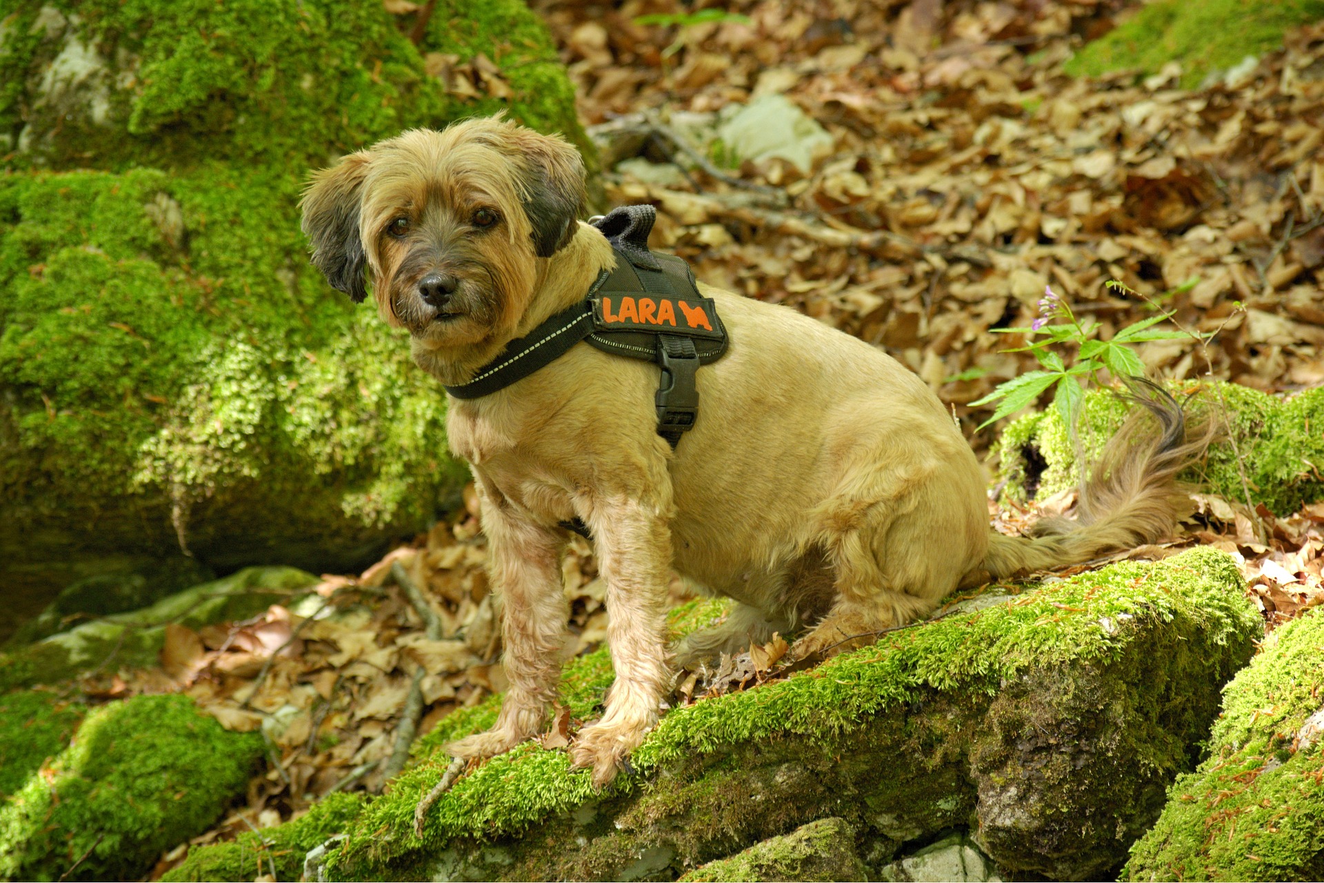 Hundegeschirr 