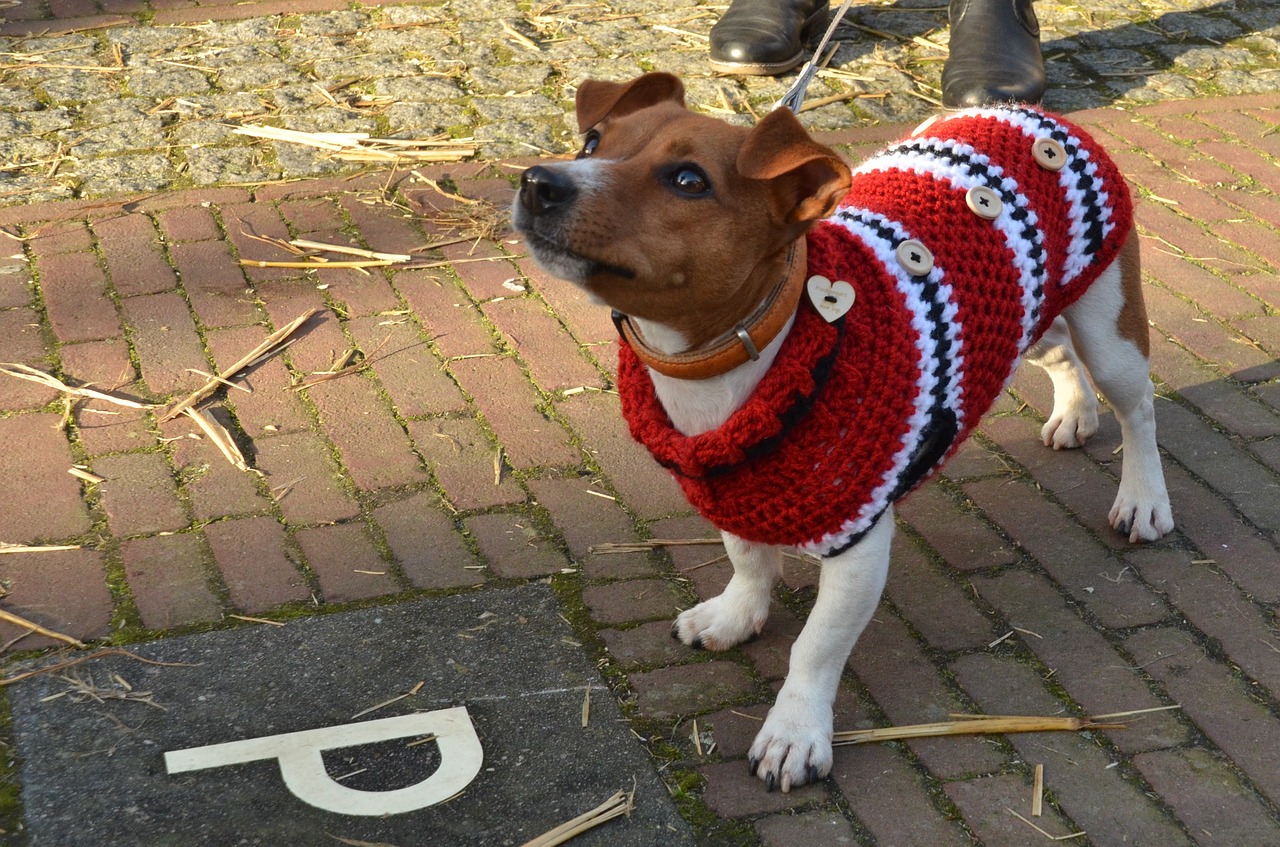 Selbstgestricktes Hundemäntelchen