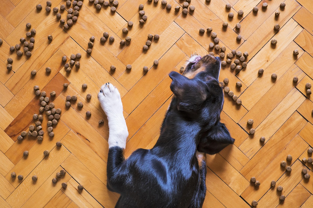 Hunde und Diätfutter 