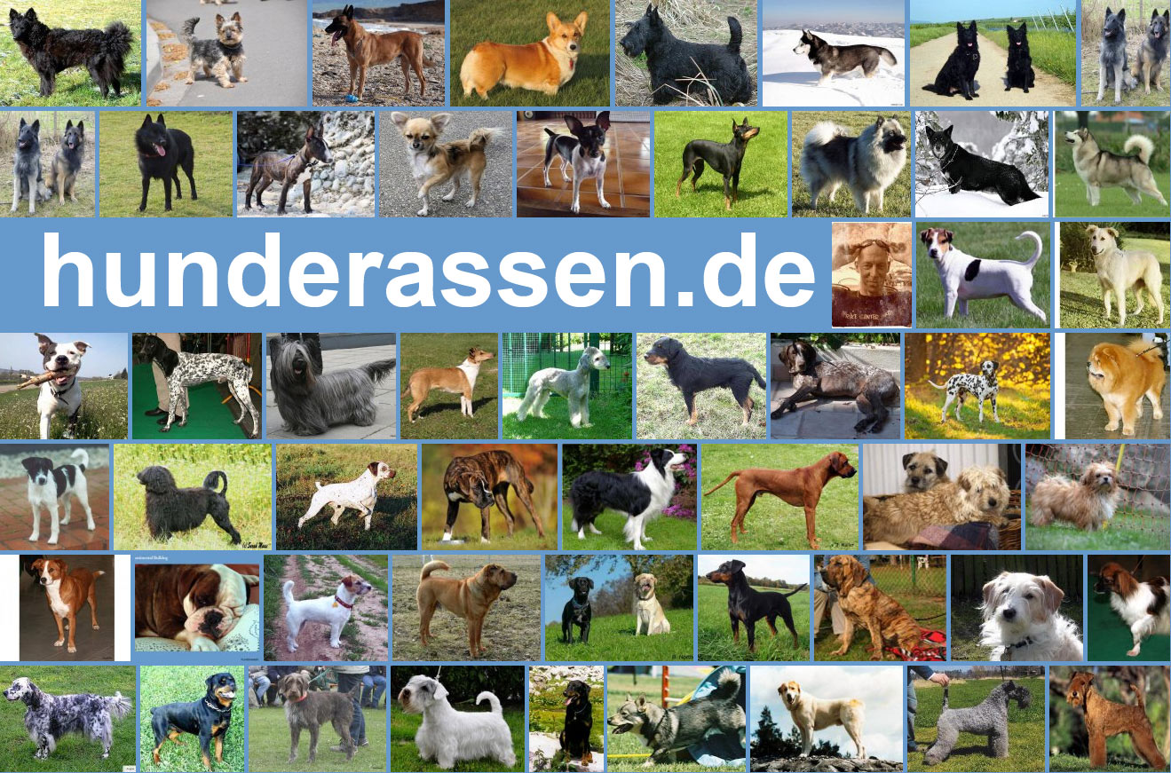 Von A Bis Z Mit Bild Inkl Vereinsnachweis Hunderassen Von A Bis Z Mit Bild Inkl Vereinsnachweis Hunderassen