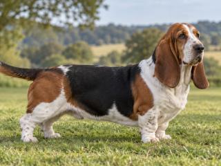 Basset Hound