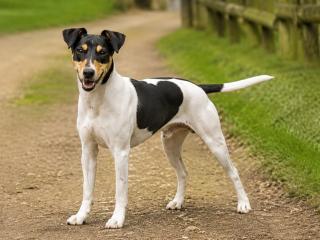 Brasilianischer Terrier