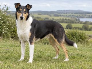 Kurzhaarcollie