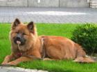 Der Eurasier ist ein selbstbewusster, ruhiger Hund, ausgeglichen und mit hoher Reizschwelle.