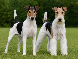 Fox Terrier