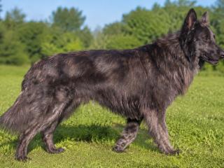 Holländischer Schäferhund