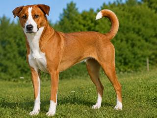 Österreichischer Kurzhaariger Pinscher