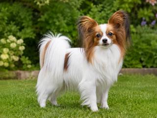 Papillon