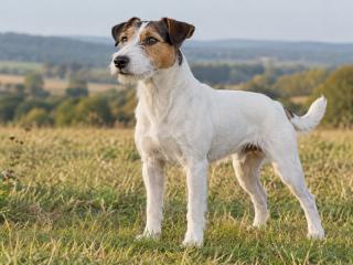 Parson Russell Terrier