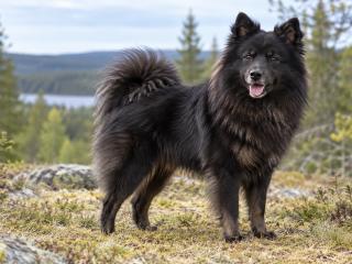 Schwedischer Lapphund