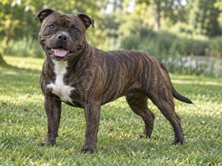 Staffordshire Bull Terrier